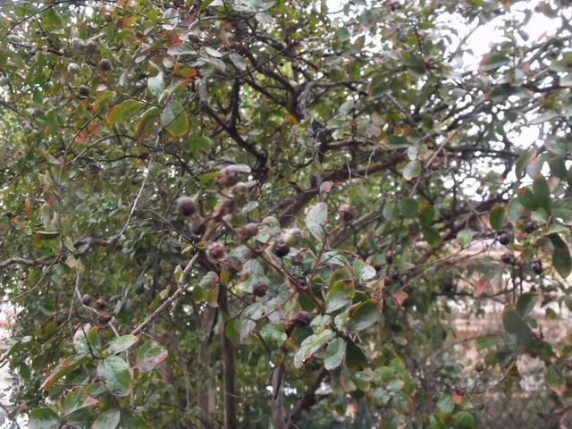 Cultivar di Lagerstroemia indica L.